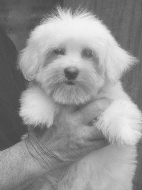 Femelle B disponible